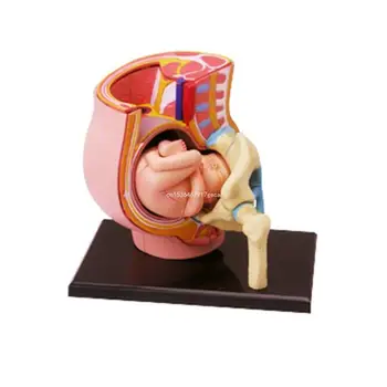 Moteris Nėščia Dubens Skyriuje Modelio Žmogaus Nėštumo metu, Vaisiaus Vystymosi 9-ojo Mėnesio Embriono Dubens Modelis Mokslas Žaislas Dropship