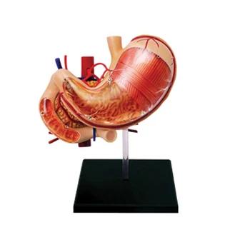 Žmogaus Skrandžio & Kasos Anatomijos Modelis, Nuimamas Žmogaus Organų Modelis Mokyklų Mokymo Priemonė Medicinos Mokslo Ekranas Dropship