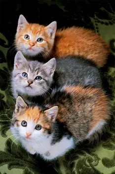 Katės Saldus Gyvūnų Paveiksl Spausdinti Šilko Plakatas Namų Sienų Dekoras