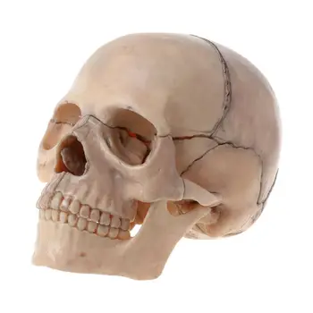 15vnt/set 4D Išardyta Kaukolės Anatomijos Modelis, Nuimamas Medicinos Mokymo Per D5QC