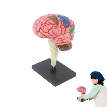 Žmogaus Akies Obuolio Modelio Žmogaus Smegenų Modelis Vaikams, Žmogaus Anatomijos Modelis Žaislai Interaktyvus Žmogaus Kūno Biologijos Mokymo Priemonės