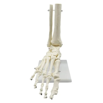 1:1 Žmogaus Skeletas Pėdos Anatomijos Modelis Pėdos Ir Čiurnos Su Kotu Anatomijos Modelis Anatomijos Mokymo Išteklių