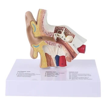1,5 Karto Gyvenime Dydžio Žmogaus Ausies Modelis Mokslinės Anatomijos Mokymo Reikmenys Anatomijos Studijų Ekranas Profesinės Mokyklos Išteklių