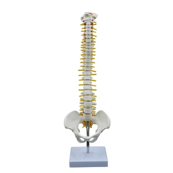 Gyvenimo Dydžio Žmogaus Stuburo Modelis su Turėtojas Anatomijos Studijų Medicinos Paskaita Dropship