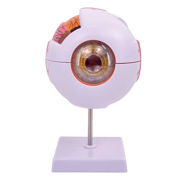 Anatomijos modelis medicinines žmogaus kūno su šešis kartus plėtros akies obuolio Akių struktūra Penkis jutimo organus, Oftalmologija